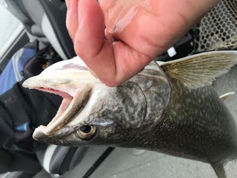 612outdoors.com - Lake Superior Lake Trout