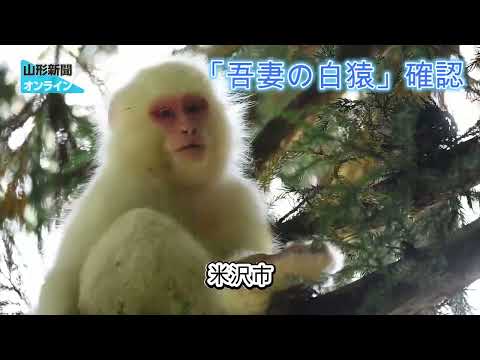 幻の山菜」オオナルコユリ、初の見学会 山形の板垣さん栽培｜山形新聞