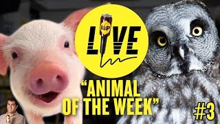 L&P Live: Animal of the week 1