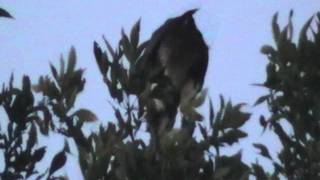 Redtail Hawk in Toronto at night