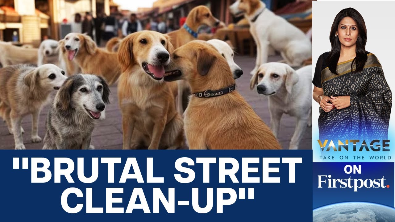 Why is Morocco Killing 3 Million Dogs? | Vantage with Palki Sharma | N18G
