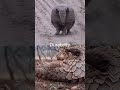 Armadillo Vs Pangolin Shorts