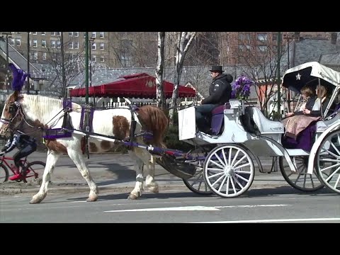 NYC New Announcement Concerning Horse–Drawn Carriages