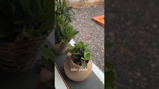 Autocuidado emocional e físico começa nas escolhas silenciosas do dia.No ambiente e nas relações 🌿🌸