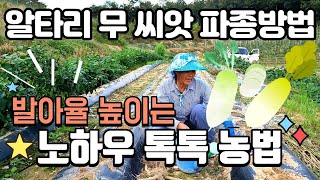 김장 알타리 무 씨앗파종 방법, 발아율 높이는 노하우 김장무우 - radish