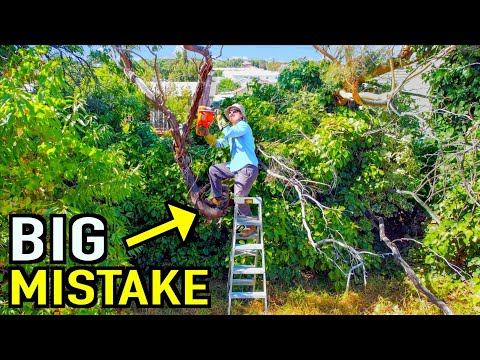 Restoring A Neglected Yard From Absolute CHAOS - This Nearly Went VERY Wrong