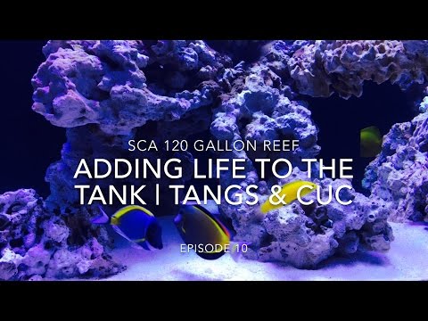 SCA 120 Gallon Reef Tank | Ep.10 | Adding Life To The Reef - Tangs, Angels & Clean Up Crew