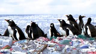 Penguins living on a Plastic Waste Island! Blame it on the so called white man