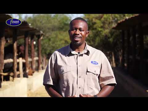 How to Fatten Your Cattle: Pen Fattening 101