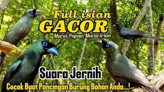 Download lagu Murai PAPUA/Murai IRIAN GACOR SUARA JERNIH..‼️Full isian Mewah mp3