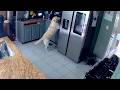 Owner Of Dog That Accidentally Started House Fire Speaks Out