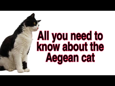 Cat breeds | The most important information about Aegean cat  | Aegean cat breed