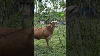 Download lagu Sapi makan rumput #shorts mp3 Download lagu Sapi makan rumput #shorts mp3