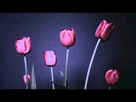 Diversa - Do You ✿