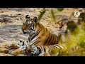 बांधवगढ़ क्यों प्रसिद्ध है Bandhavgarh National Park I