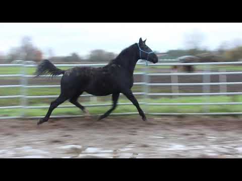 Diamond Little Totilas - FOR SALE - Dressurpferd EM 172cm++ Rappe Hengst - Sputnik Duir Ask Ichschi