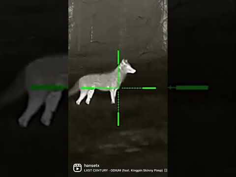 KEEP COWS FAT…Hunt Coyotes! 💥