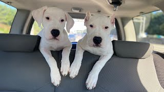 Mata dogo argentino vs two puppies