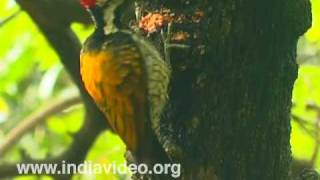 Lesser Goldenbacked Woodpecker or Dinopium benghalense