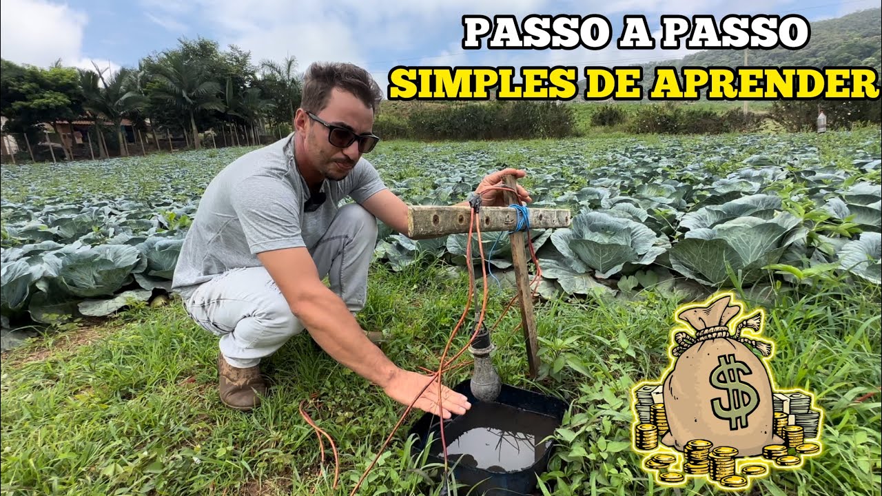 COMO PLANTAR REPOLHO DO JEITO CERTO✅ NÃO PLANTE ANTES DE VER ESSE VÍDEO