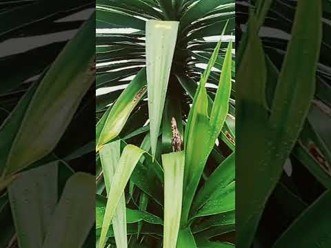 Lago Aguamansa en Apostoles misiones