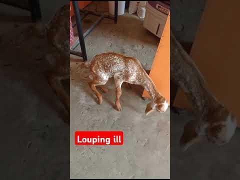 Caprine arthritis encephalomyelitis#louping ill#goat #kid.