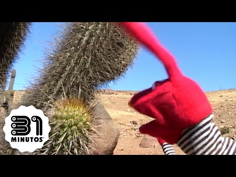 31 minutos - Nota verde - La desertificación