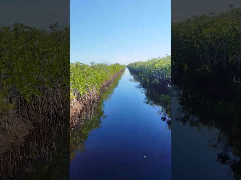COCODRILEANDO en la Ciénaga de Zapata.