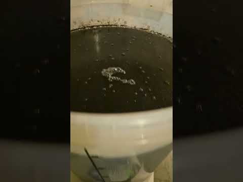 STILL SPIRITS CLASSIC 8 TURBO YEAST