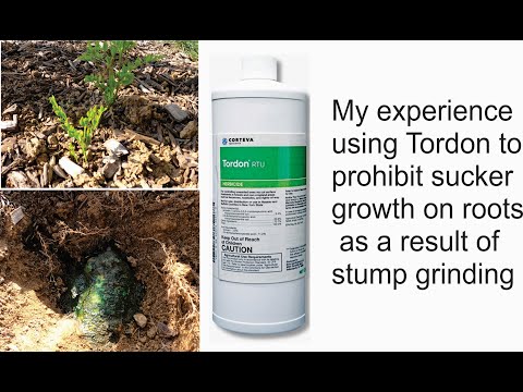 Tordon for control of tree roots