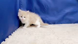 サイベリアンの動画01