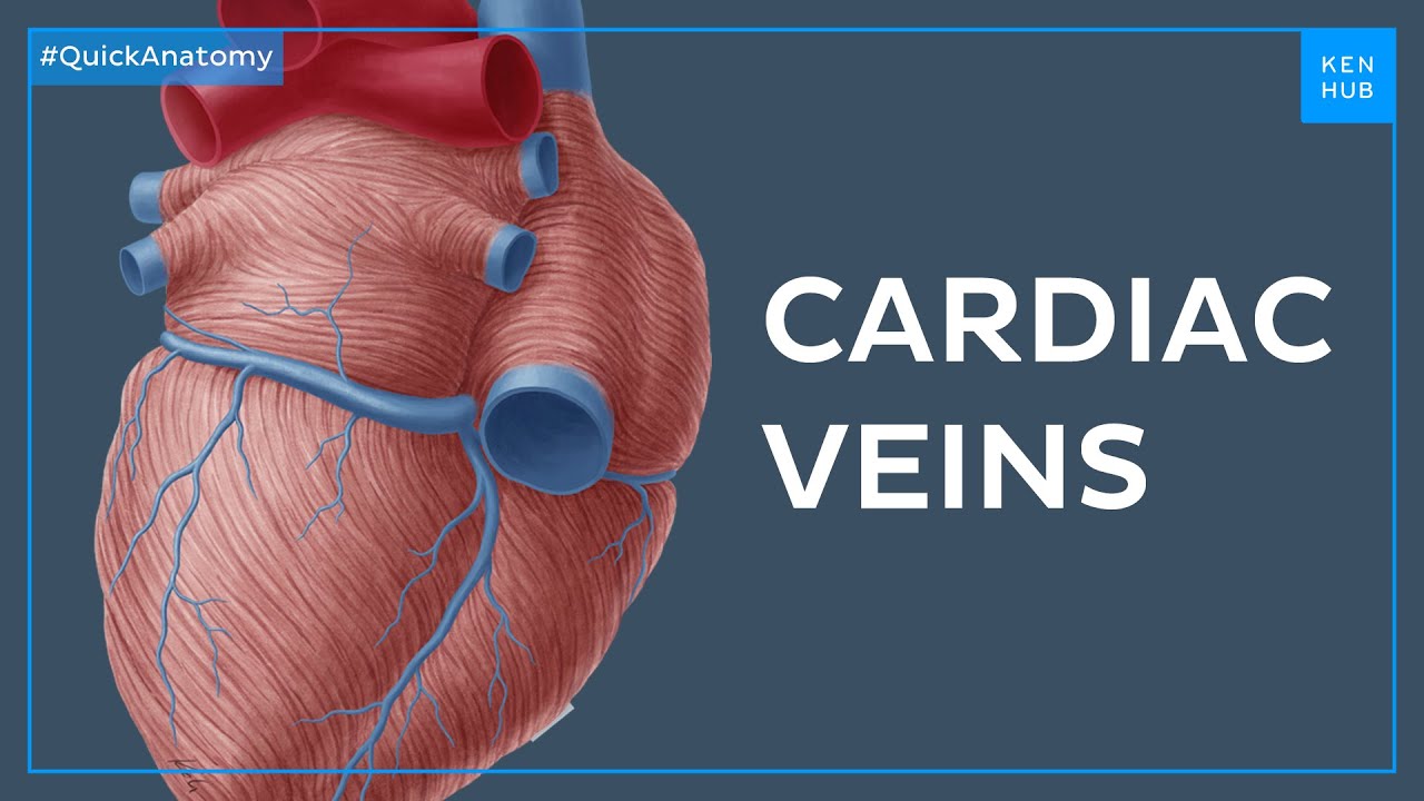 The greater cardiac venous system - Quick Anatomy | Kenhub