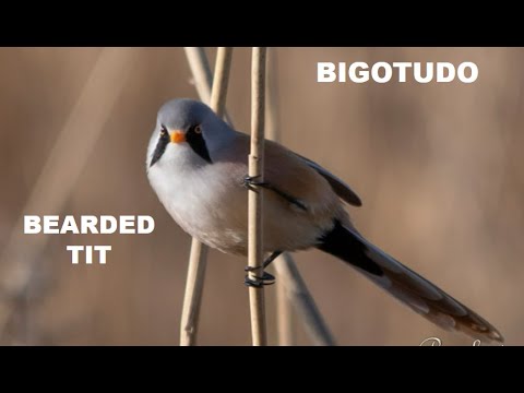 BIGOTUDO | BEARDED TIT | Panurus biarmicus