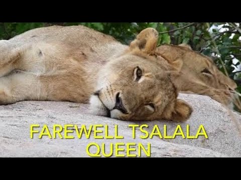 Farewell Tsalala Marthly Lioness R.I.P