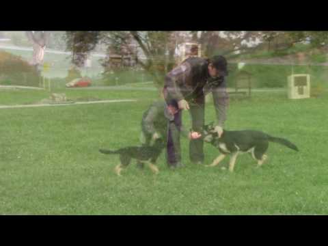 Corby Greymary - training - 7 months