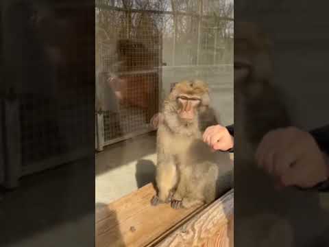 This monkey was amazed at a magic trick #shorts #foryou #animals #monkey #magic #funny #funnyvideo