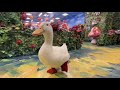 I Took My Duck To Wonderland
