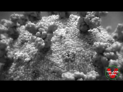 Falgon Passover official video 2020