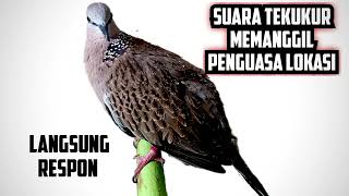 Download lagu SUARA PANCINGAN TEKUKUR GACOR, TEKUKUR LAIN LANGSUNG IKUT MENYAHUT mp3