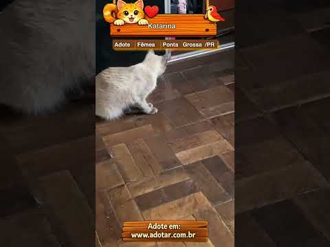 Vídeo de Katarina 