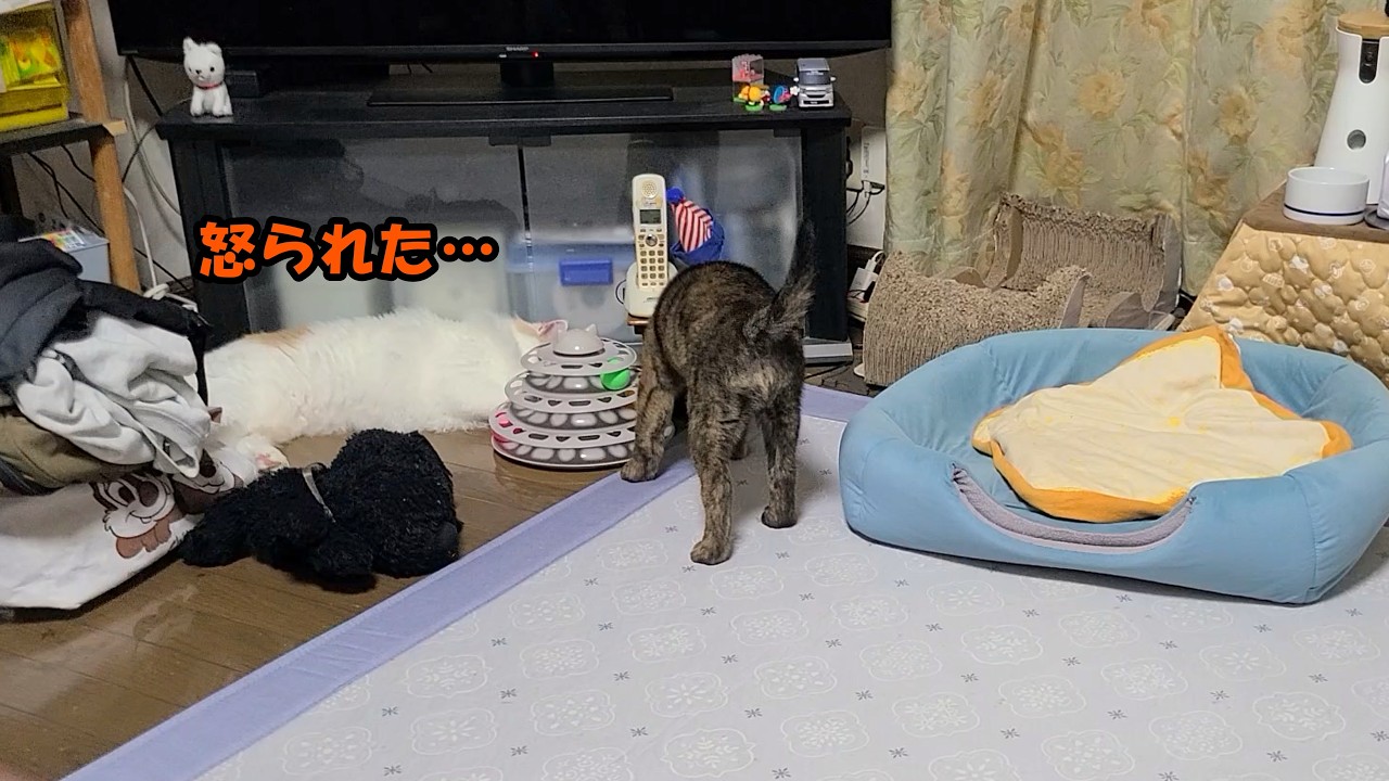 騒ぐ男共に姉犬からの一喝！初めて叱られてしょげてしまう弟猫