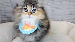 サイベリアンの動画01