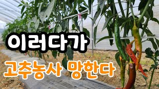 이러다 고추농사 망한다 고추가 심각해요 ?