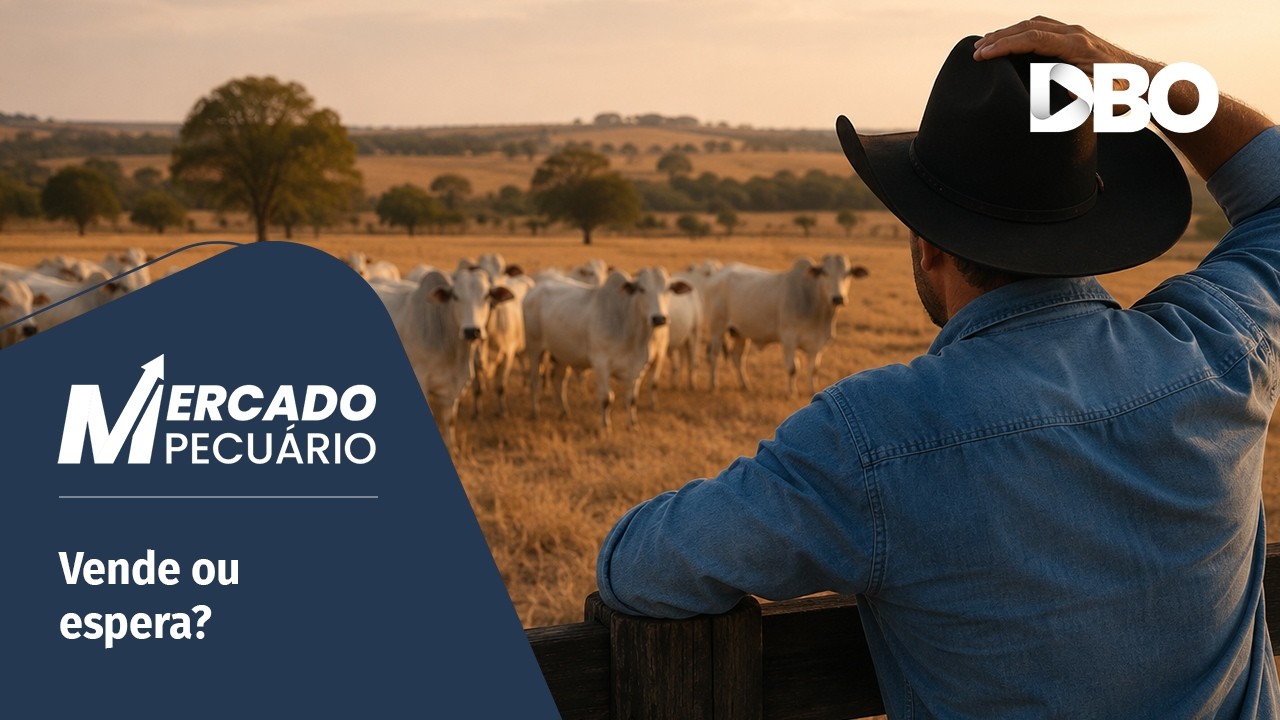 Boi gordo em queda: vale a pena esperar para vender?