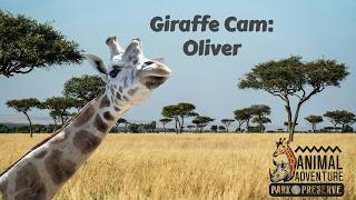 Giraffe Deck Cam - Animal Adventure Park live webcam