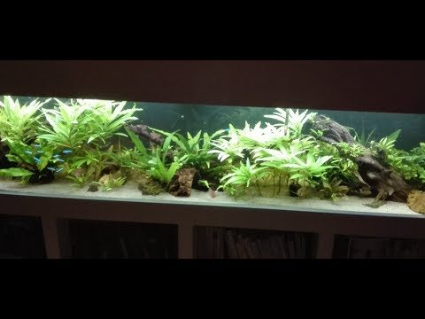 300 Liter Wohnzimmeraquarium - Designaquarium Vorstellung