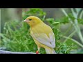 Canary S Most Powerful Song For Training