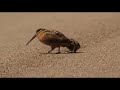 Woodcocks dancing to "Peace Pipe" by Nickodemus