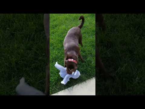 JAVA, an adopted Chocolate Labrador Retriever in Lincoln, NE_image-1