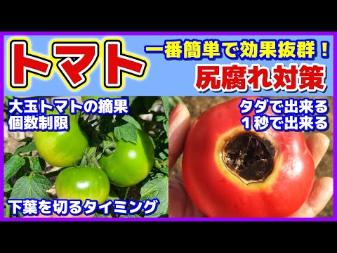 トマトの黒いお尻と自然に戦うにはどうすればよいですか？  庭園